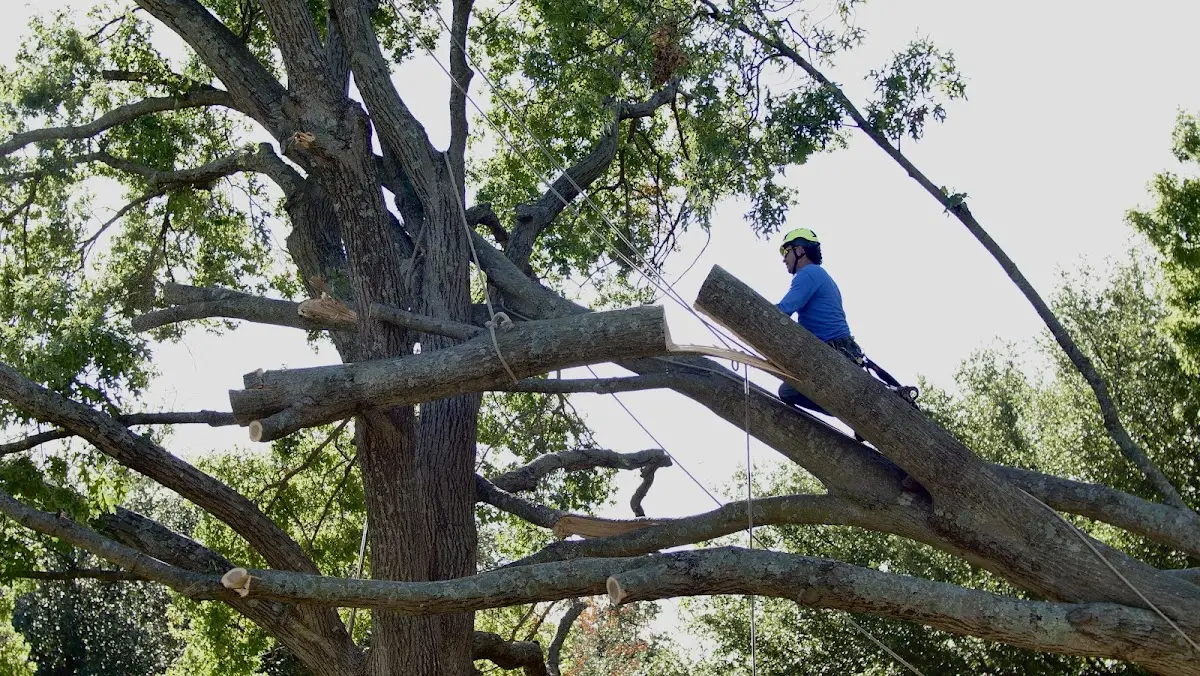 Professional Crown Thinning performed by certified arborists in Scottsville